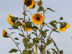 Helianthus annuus - Common Sunflower - Solros