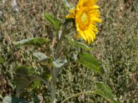 Helianthus annuus Jordhögar S grodreservatet, Norra hamnen, Malmö, Skåne, Sweden 20160731_0064