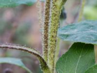 Helianthus annuus Prästavägen, Lund, Skåne, Sweden 20160925_0075