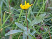 Helianthus pauciflorus Arriesjön, Vellinge, Skåne, Sweden 20181009_0001