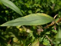 Helianthus pauciflorus Ulricedal, Malmö, Skåne, Sweden 20190811_0061