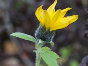 Helianthus petiolaris - Plains Sunflower - Hamnsolros