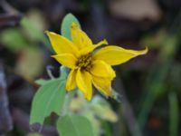 Helianthus petiolaris Klagshamns kalkbrott, Klagshamns udde, Malmö, Skåne, Sweden 20151030_0013