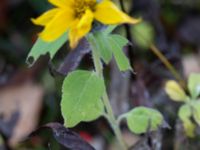 Helianthus petiolaris Klagshamns kalkbrott, Klagshamns udde, Malmö, Skåne, Sweden 20151030_0016