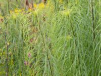 Helianthus salicifolius Lindängelunds rekreationsområde, Malmö, Skåne, Sweden 20160821_0036