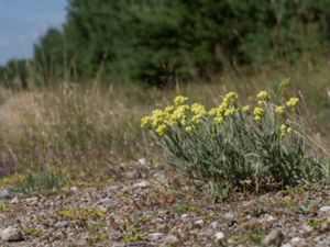 Helichrysum arenarium - Dwarf everlast - Hedblomster