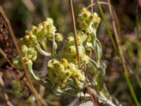 Helichrysum arenarium Ai Petri, Crimea, Russia 20150917_0013