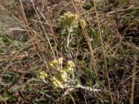 Helichrysum arenarium Ai Petri, Crimea, Russia 20150917_0146