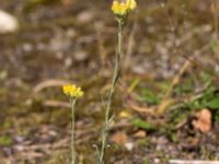 Helichrysum arenarium Dammen, Ivö klack, Ivön, Kristianstad, Skåne, Sweden 20150820_0119