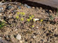Helichrysum arenarium Horna, Kristianstad, Skåne, Sweden 20160505_0170