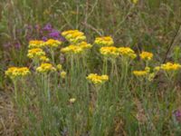 Helichrysum arenarium Lyngsjön, Kristianstad, Skåne, Sweden 20170719_0113