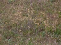 Helichrysum arenarium Nöbbelövs mosse, Lund, Skåne, Sweden 20210912_0016