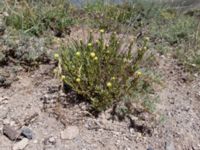 Helichrysum pendulum Nemrut Dagi, Turkey 20120704 595