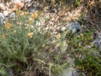 Helichrysum italicum Botanical Garden Biokovo, Kotinica, Tucepi, Croatia 20170804_1726