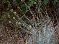 Helichrysum italicum Scaniaparken, Malmö, Skåne, Sweden 20210816_0007