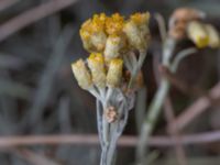 Helichrysum italicum Scaniaparken, Malmö, Skåne, Sweden 20210816_0008