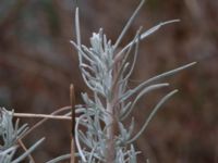 Helichrysum italicum Scaniaparken, Malmö, Skåne, Sweden 20210816_0009