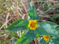 Heliopsis helianthoides Bäckaforsvägen, Klagshamn, Malmö, Skåne, Sweden 20200905_0060