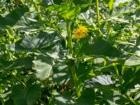 Heliopsis helianthoides Hagstorpsgatan, Kirseberg, Malmö, Skåne, Sweden 20190724_0059