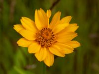 Heliopsis helianthoides Ulricedal, Malmö, Skåne, Sweden 20190704_0084