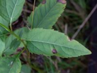 Heliopsis helianthoides Ulricedal, Malmö, Skåne, Sweden 20190928_0020