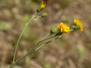 Hieracium ahlfvengrenii