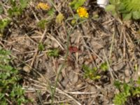 Hieracium ahlfvengrenii Gårdstångabacken-Väg 104, Gårdstånga, Lund, Skåne, Sweden 20190629_0013