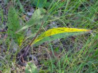 Hieracium cruentifolium Norra kustvägen, Skummeslövsstrand, Laholm, Halland, Sweden 20230530_0003