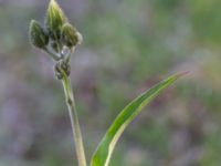 Hieracium cruentifolium Norra kustvägen, Skummeslövsstrand, Laholm, Halland, Sweden 20230530_0004