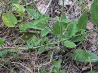 Hieracium grandidens Tornavägen, Lund, Skåne, Sweden 20190626_4