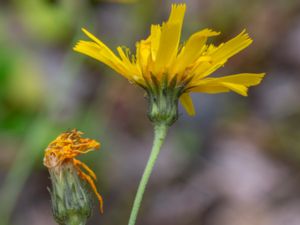 Hieracium impressiforme - Villandfibbla