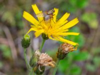 Hieracium impressiforme Tosthult, 1,0 km SSV, Osby, Skåne, Sweden 20240702_0135