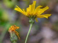 Hieracium impressiforme Tosthult, 1,0 km SSV, Osby, Skåne, Sweden 20240702_0136