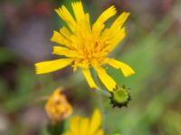 Hieracium impressiforme Tosthult, 1,0 km SSV, Osby, Skåne, Sweden 20240702_0137