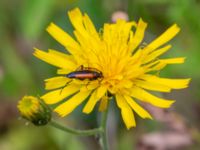 Hieracium impressiforme Tosthult, 1,0 km SSV, Osby, Skåne, Sweden 20240702_0139