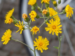 Hieracium lindebergii - Smal klippfibbla