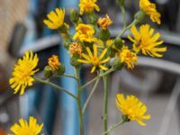 Hieracium lindebergii Centralen, Lund, Skåne, Sweden 20210626_0303