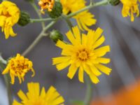 Hieracium lindebergii Centralen, Lund, Skåne, Sweden 20210626_0310