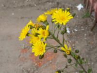 Hieracium nemorivagum Skruvgatan, Malmö, Skåne, Sweden 20200729_0029