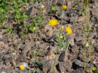 Hieracium neopinnatifidum Norra Vintriedammen, Malmö, Skåne, Sweden 20230603_0157