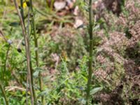 Hieracium sabaudum Pendlarparkeringen, Vellinge, Skåne, Sweden 20230804_0004