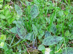 Hieracium scotostictum - Dappled Hawkweed - Vårfibbla -