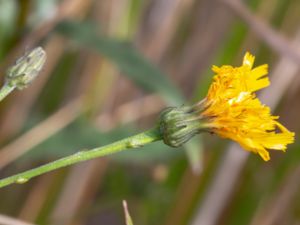 Hieracium sect. Sabauda - Savojfibblor