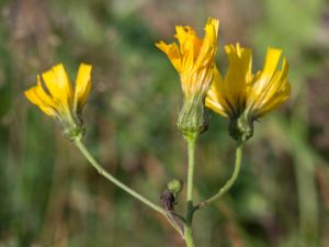 Hieracium sect. Tridentata - Styvfibblor