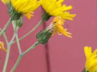 Hieracium sect. Tridentata Centralen, Malmö, Skåne, Sweden 20150619_0024