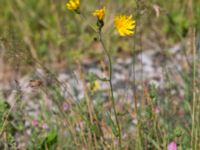 Hieracium sect. Tridentata Lernacken, Malmö, Skåne, Sweden 20160629_0030