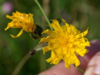 Hieracium sect. Tridentata Lernacken, Malmö, Skåne, Sweden 20160629_0034