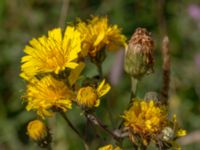 Hieracium umbellatum Käglinge hästbacke, Malmö, Skåne, Sweden 20150806_0242