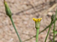 Hypochaeris glabra Svarta hål, Revingefältet, Lund, Skåne, Sweden 20160703_0053