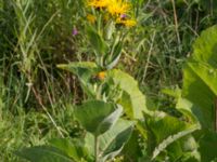 Inula helenium Citadellet, Landskrona, Skåne, Sweden 20150810_0004